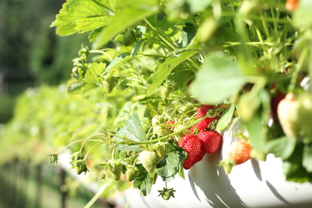 Aardbeienplanten kun je ook verticaal of in potten kweken