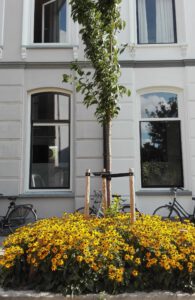 Door een boomspiegel te adopteren zorg je voor een mooier straatbeeld