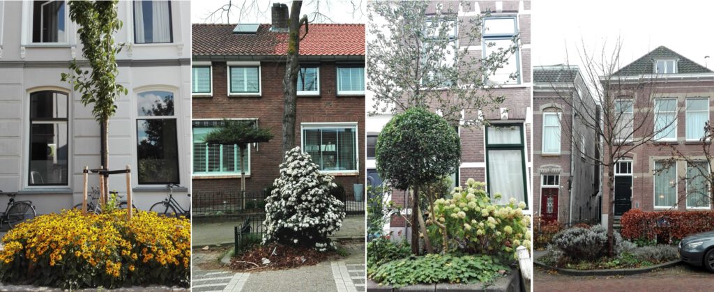 In verschillende wijken in Arnhem zijn mooie voorbeelden van boomspiegeladoptie te zien