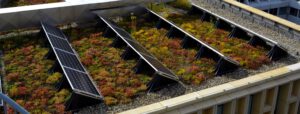 Solar-groen dak Rozet © Optigrün
