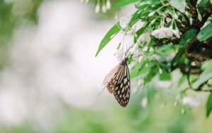 Er zijn al van beplantingsopties voor het aantrekken van meer vlinders en andere dieren