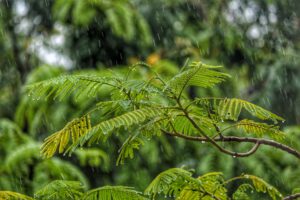 Regen en planten