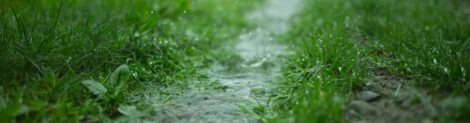 Door meer groen loopt het regenwater beter de grond in